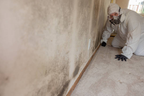 Best Mold Prevention Services  in Southwest Ranches, FL